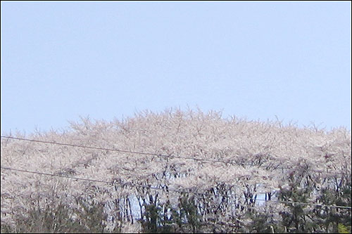 둥근 산이라는 뜻을 가진 테미. 